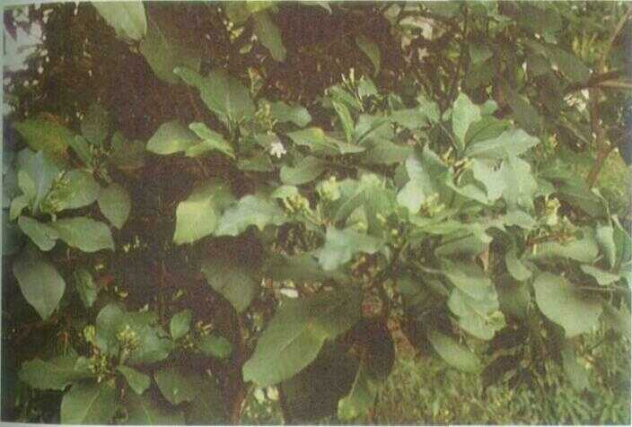 Jembirit / Hamperu Badak (Tabernaemontana sphaerocarpa Bl.)