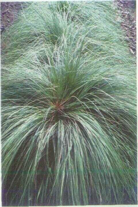 Rumput Merakan / Kasang Beureum (Themeda arguens (L.) Hack.)