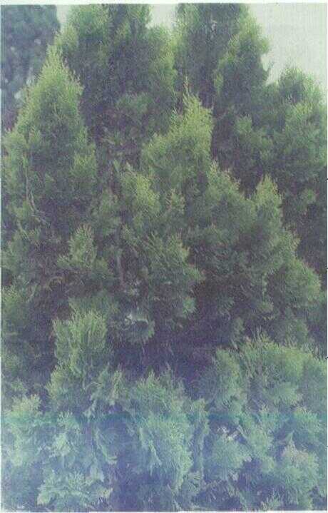 Cemara Kipas (Thuja orientalis L.)