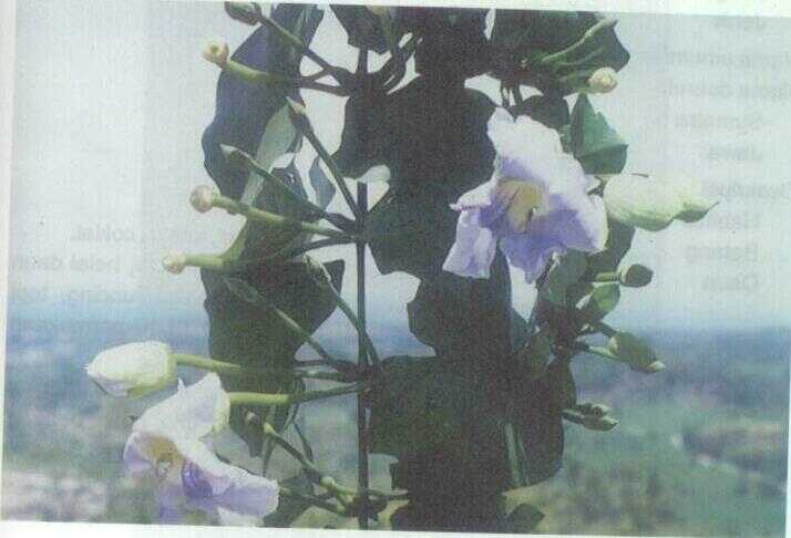 Bunga Madia (Thunbergia grandiflora Roxb.)