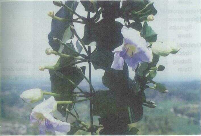 Bunga Madia / Sky Vine (Thunbergia grandiflora Roxb.) — Variasi