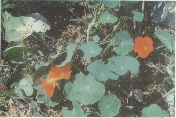 Nasturtium / Kapusin (Tropaeolum majus L.)