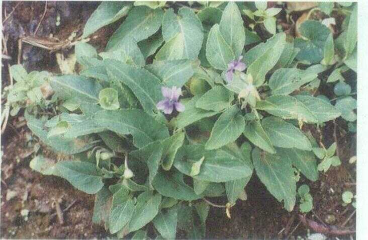 Viola / Bunga Ungu Kecil (Viola hirta L.)
