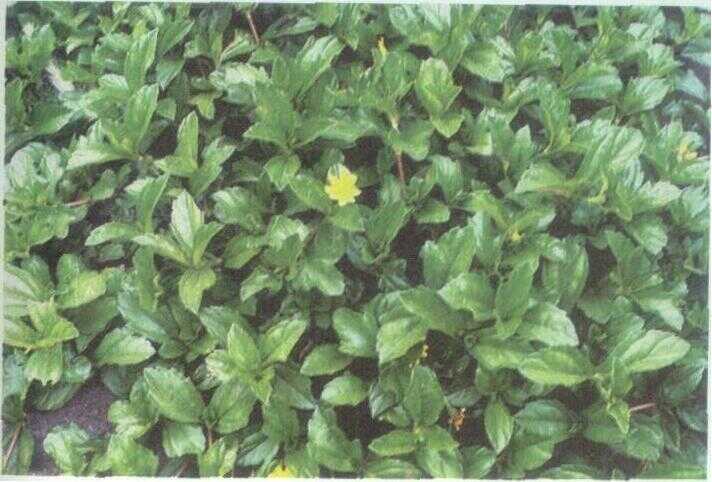 Seruni / Kesaksak (Wedelia calendulacea Less.)