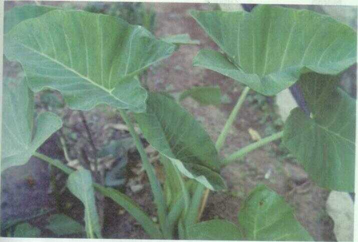 Kimpul / Bentul (Xanthosoma violaceum Schoot)