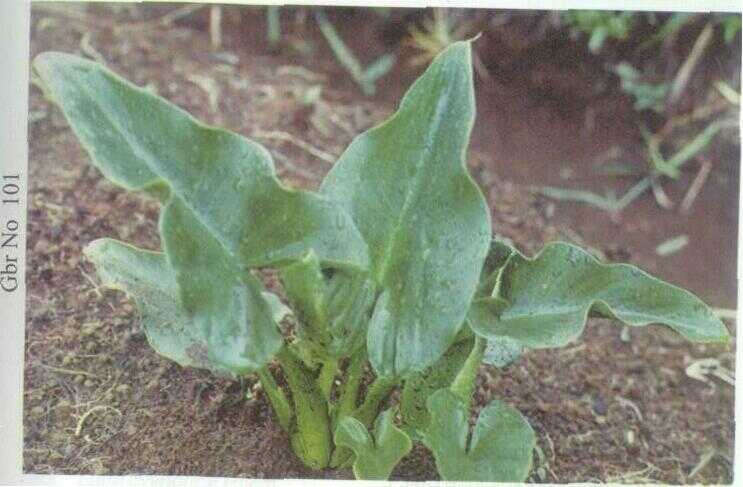 Kala Leli / Bunga Terompet Putih (Zantedeschia aethiopica (L.) Spreng.)