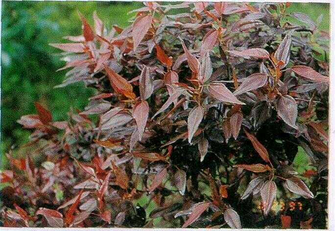 Teh-tehan merah (Acalypha microphylla)