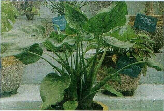 Nampu Hijau (Alocasia cucculata (Lour.) Schoot.)