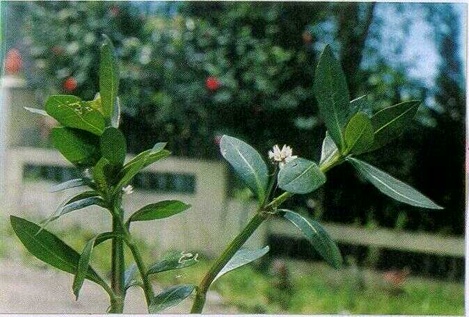 Bayam Dempo / Bayam Lemah (Althernanthera philoxeroides (Mart.) Griseb.)