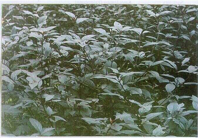 Bayam Ungu (Althernanthera strigosa Hask.)