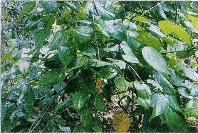 Kayu Kuning (Arcangelisia flava Merr.)