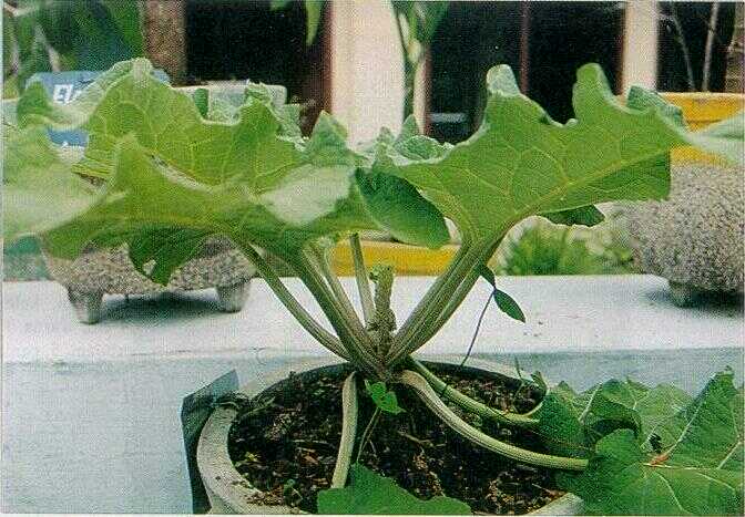 Gobo / Burdock (Arctium lappa L.)