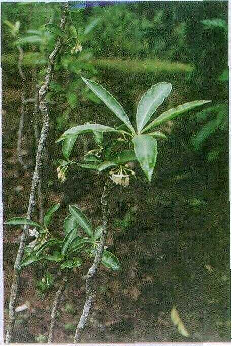 Mata Ayam (Ardisia crenata Roxb.)