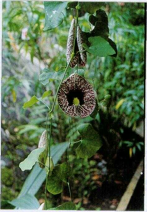 Puyan / Prajon (Aristolochia debile Sieb. et Zucc.)