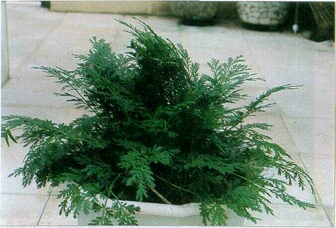 Anuma / Artemisia (Artemisia annua L.)