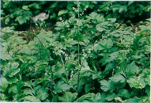 Purwoceng Gunung (Artemisia lactiflora Wall.)