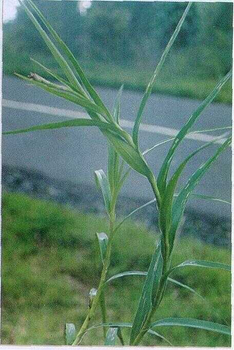 Anggrek Kupu / Arundina (Arundina chinensis Bl.)