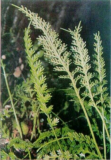 Paku Pandan (Asplenium prolongatum Hook.)