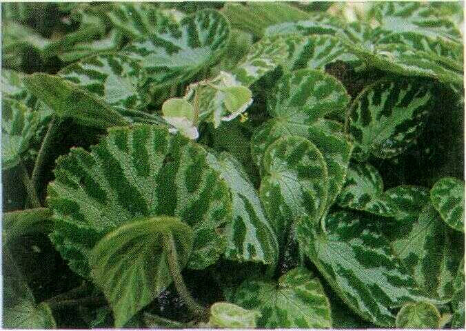 Begonia (Begonia fimbristipulata Hance.)
