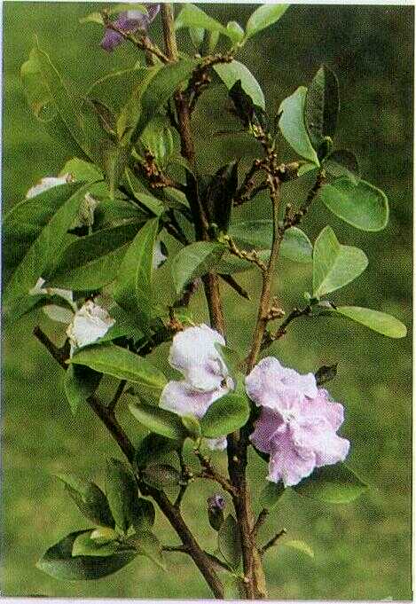 Melati Kosta (Brunsfelsia uniflora (Pohl.) D. Don.)