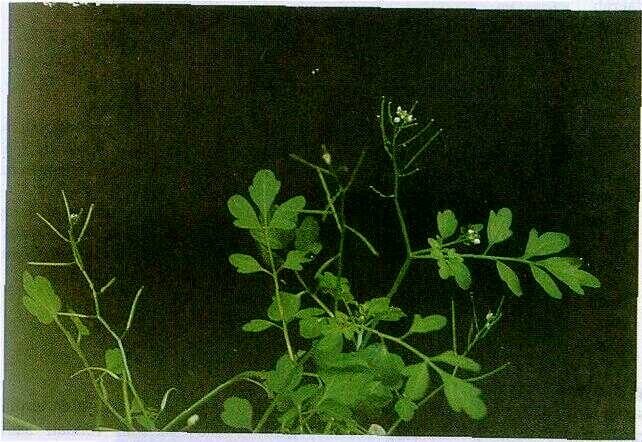 Kwalotan (Bursera simaruba L.)