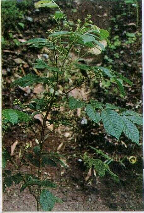 Jrembak-jrembakan / Selada Air Liar (Cardamine flexuosa With.)