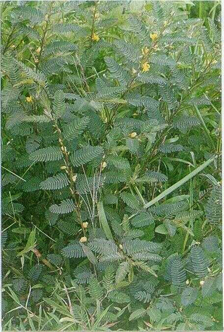 Kedinding / Tuturiyan (Cassia mimosoides L.)
