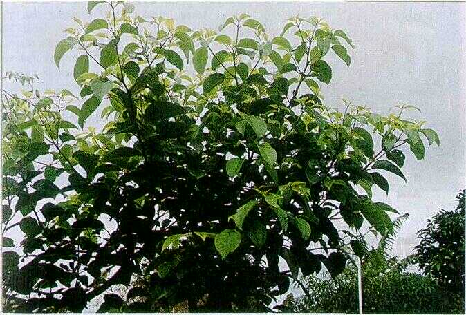 Telasihan / Kayu Gadis (Cinnamomum partenoxylon (Jack.) Meissn.)