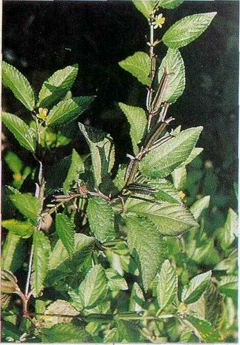 Rumput Bayam / Ganja Utan (Corchorus acutangulus Lamk.)