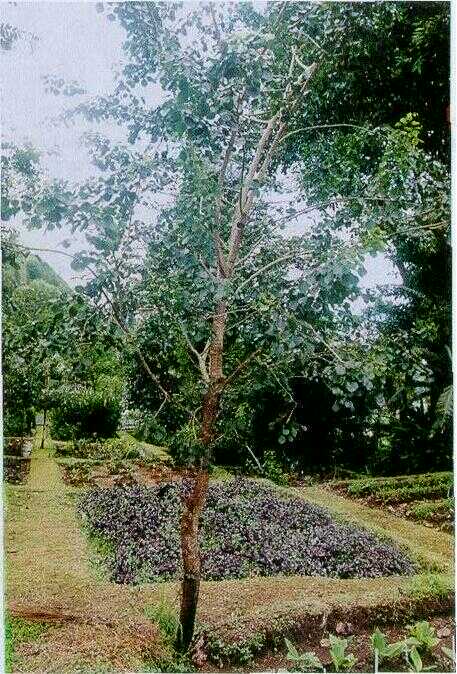 Sono keling (Dalbergia latifolia)