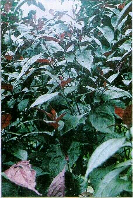 Daun Persik / Daun Ungu-Merah (Daedalacanthus roseus T. Anders.)