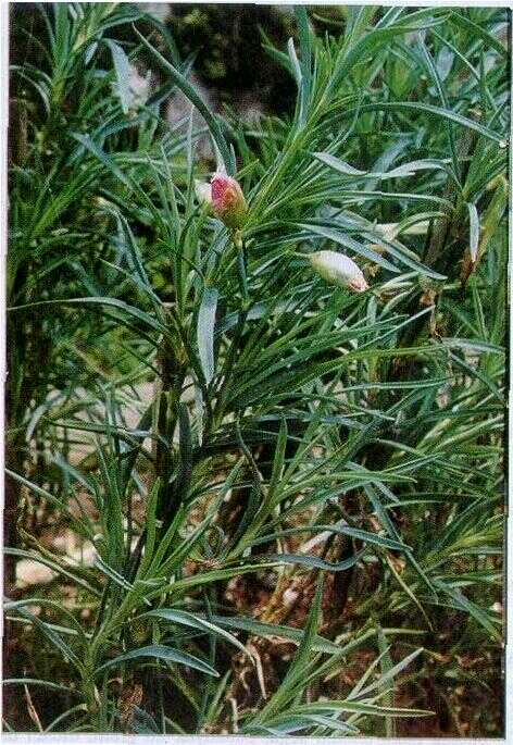 Anyelir (Dianthus superbus L.)