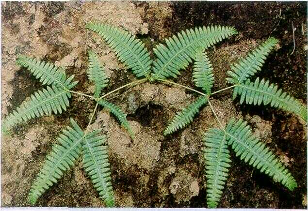 Paku Andam / Resan (Dicranopteris dichotoma (Thunb.) Bernh.)