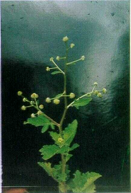 Wedahan / Jukut Meurit (Dichrocephala auriculata (Thunb.) Druce)