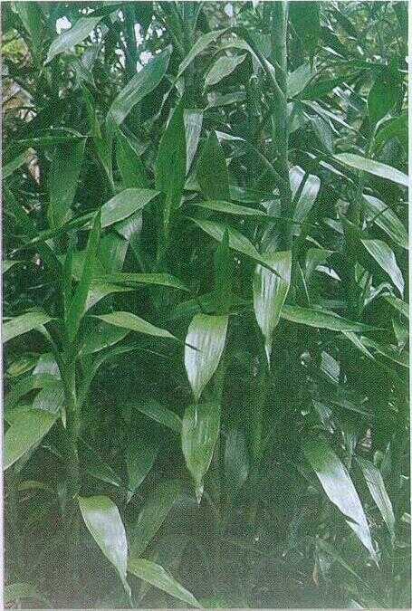 Drakaena / Bambu Keberuntungan (Dracaena sanderiana Vand. ex L.)