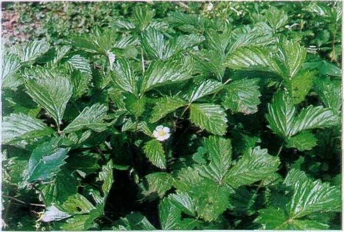Arbenan / Arben Leuweung (Duchesnea indica (Andr.) Focke.)