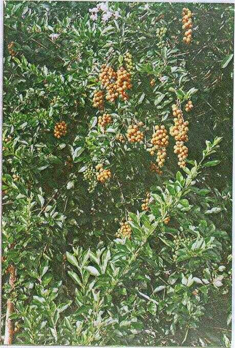 Sinyo Nakal / Teh-tehan (Duranta repens L.)