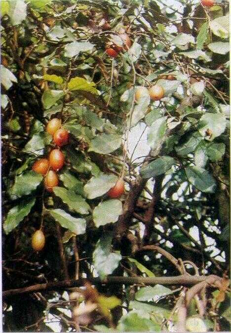 Codo / Dudurenan (Elaeagnus loureirii Champ.)