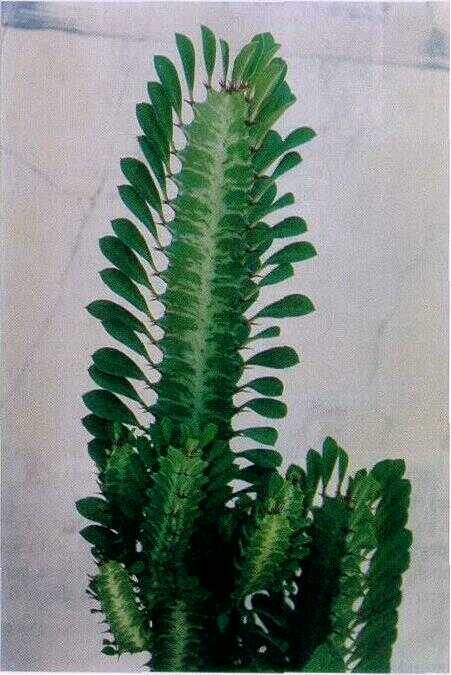 Susudu / Sudu-sudu (Euphorbia antiquarum L.)