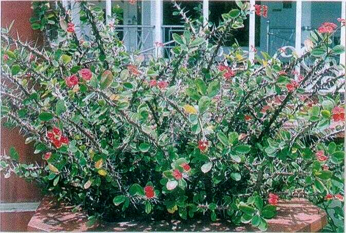 Mahkota Duri (Euphorbia milli Ch. Des Moulins.)