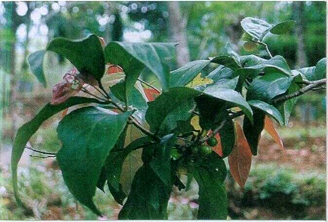 Lobi-lobi (Flaucortia inermis Roxb.)