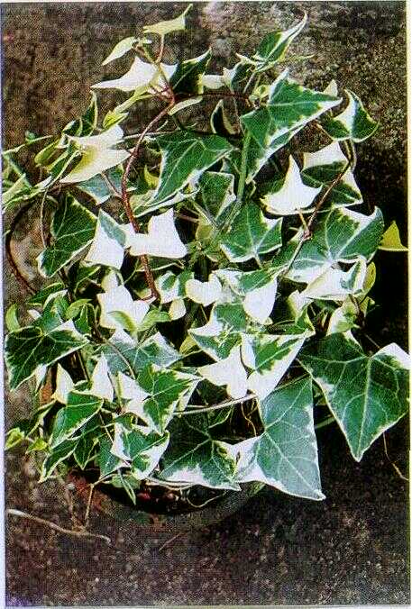 Daun Ivi / English Ivy (Hedera helix L.)