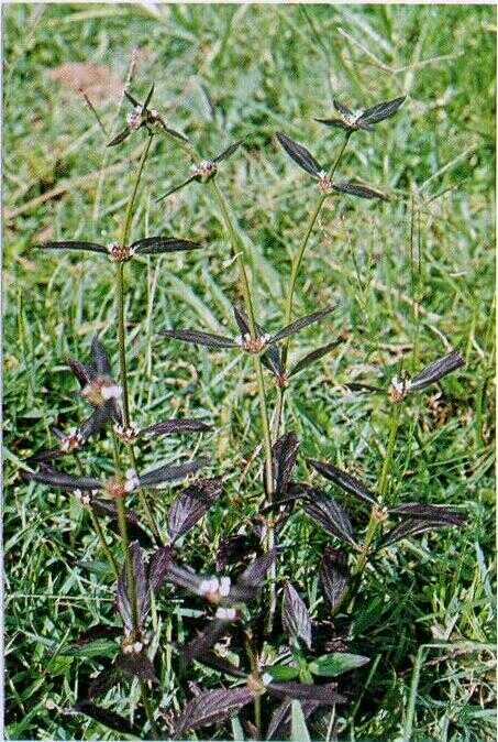 Remek Watu / Karekah Batu (Hedyotis auricularia L.)