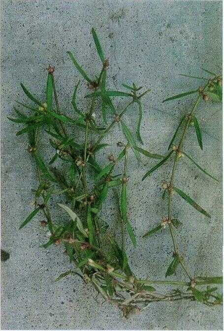 Lidah Tiong (Hedyotis diffusa Willd.)