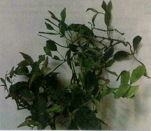 Benalu / Kemladehan (Henslowia frutescens Champ.)