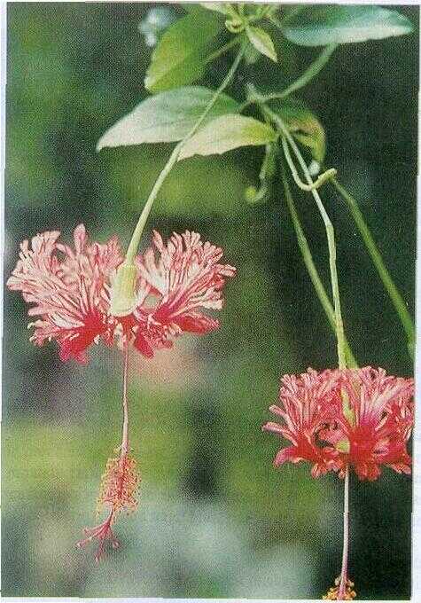 Wora-wari Gantung (Hibiscus schizopetalus (Mast.) Hook. f.)