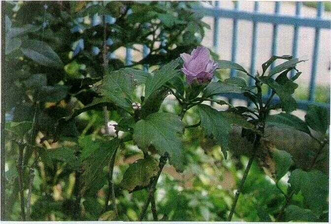 Sepatu Mawar (Hibiscus syriacus L.)