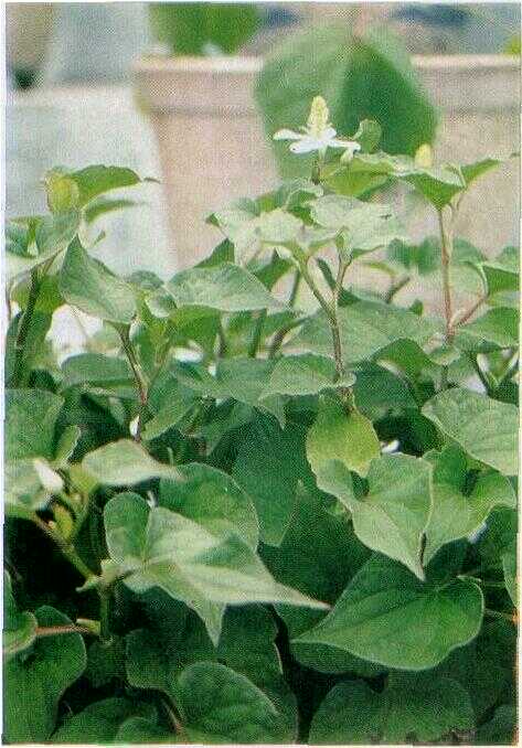 Amis-amisan (Houttuynia cordata)