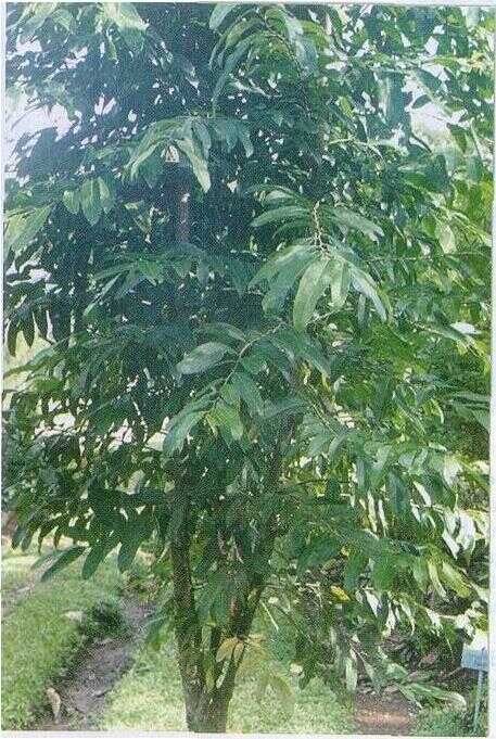 Luteng (Hydnocarpus anthelmintica Pierre.)