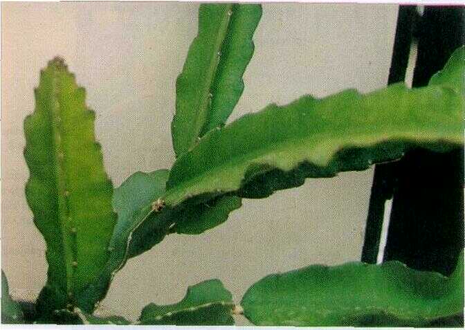 Wijaya Kusuma (Hylocereus undatus (Haw.) Britt. et Rose)